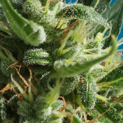 Tweede pruts BD growlog timeline photo