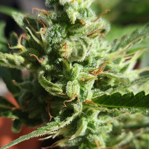 Tweede pruts BD growlog timeline photo