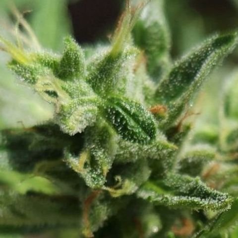 Tweede pruts BD growlog timeline photo