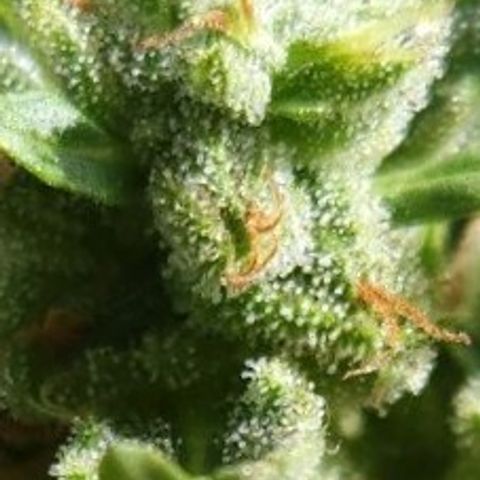 Tweede pruts BD growlog timeline photo