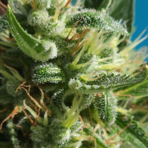 Tweede pruts BD growlog timeline photo