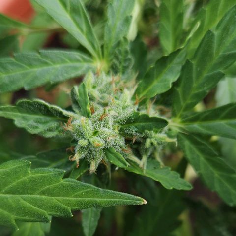 Tweede pruts BD growlog timeline photo