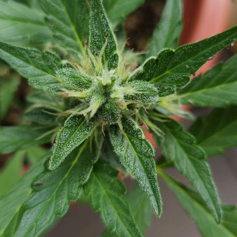 Tweede pruts BD growlog timeline photo