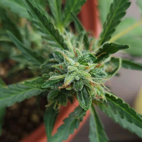 Tweede pruts BD growlog timeline photo