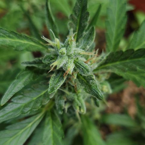 Tweede pruts BD growlog timeline photo