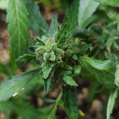 Tweede pruts BD growlog timeline photo