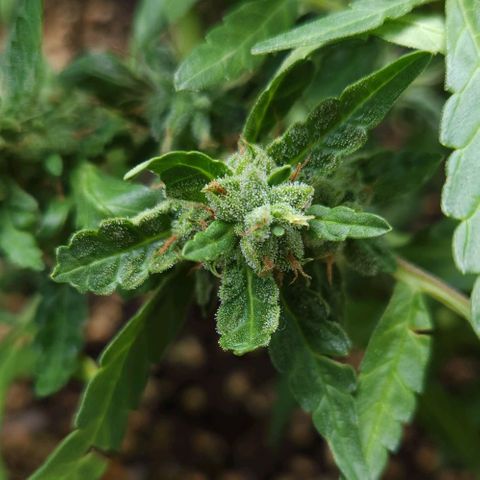 Tweede pruts BD growlog timeline photo