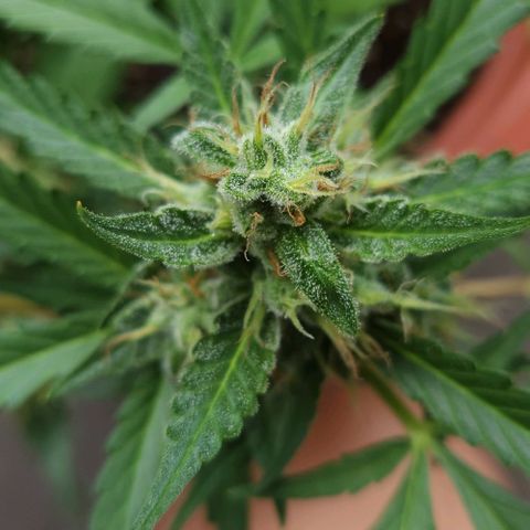 Tweede pruts BD growlog timeline photo
