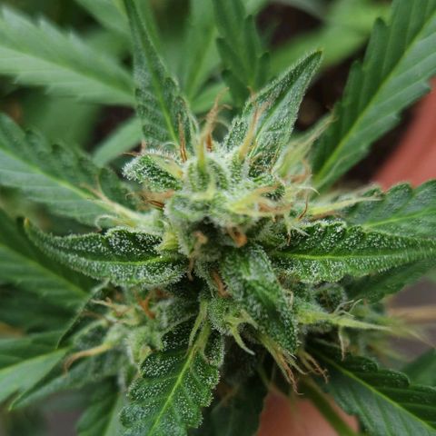 Tweede pruts BD growlog timeline photo