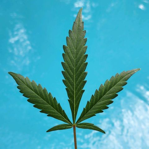 Tweede pruts BD growlog timeline photo