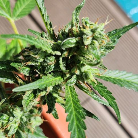 Tweede pruts BD growlog timeline photo