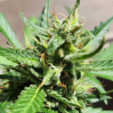 Tweede pruts BD growlog timeline photo