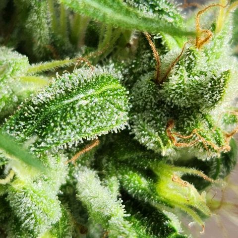 Tweede pruts BD growlog timeline photo