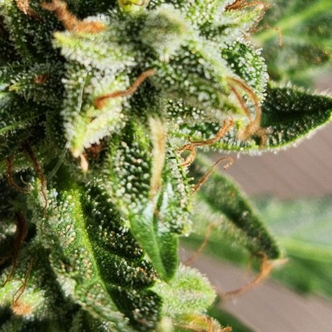 Tweede pruts BD growlog timeline photo