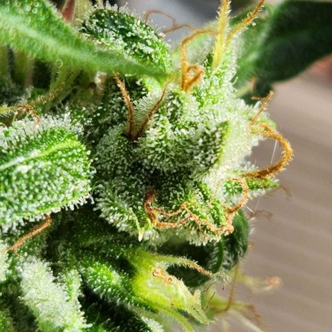 Tweede pruts BD growlog timeline photo