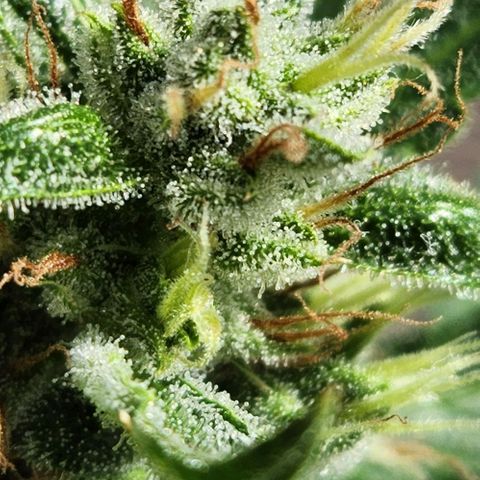 Tweede pruts BD growlog timeline photo