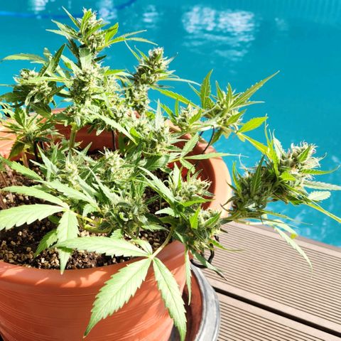 Tweede pruts BD growlog timeline photo