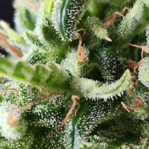 Tweede pruts BD growlog timeline photo