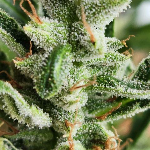 Tweede pruts BD growlog timeline photo