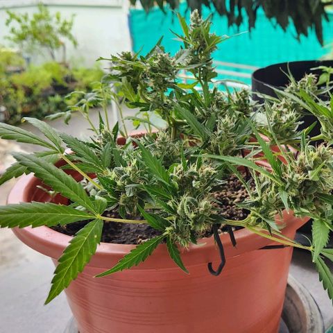 Tweede pruts BD growlog timeline photo