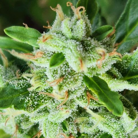 Tweede pruts BD growlog timeline photo