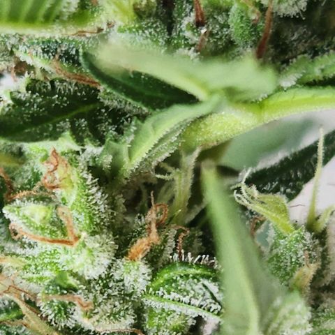 Tweede pruts BD growlog timeline photo