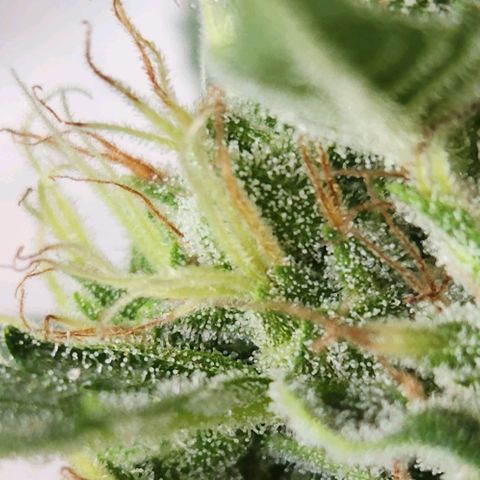 Tweede pruts BD growlog timeline photo