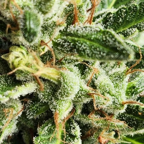 Tweede pruts BD growlog timeline photo