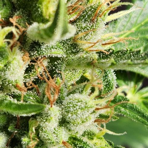 Tweede pruts BD growlog timeline photo