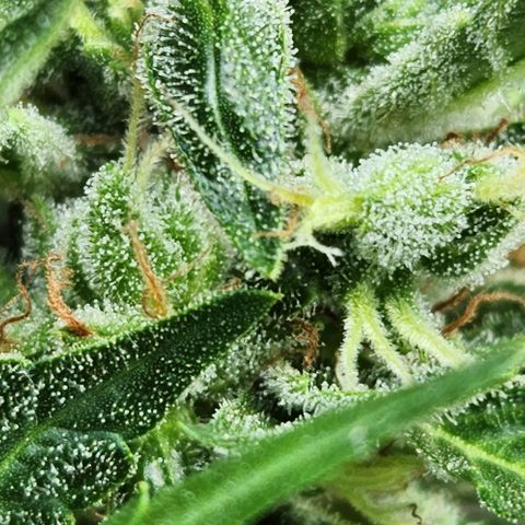 Tweede pruts BD growlog timeline photo