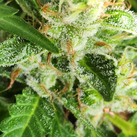 Tweede pruts BD growlog timeline photo