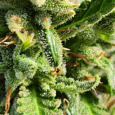 Tweede pruts BD growlog timeline photo