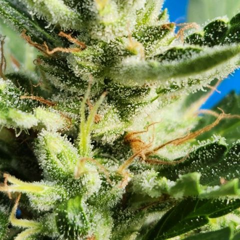 Tweede pruts BD growlog timeline photo