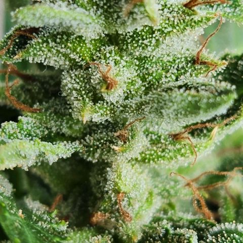 Tweede pruts BD growlog timeline photo