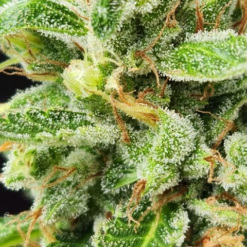 Tweede pruts BD growlog timeline photo