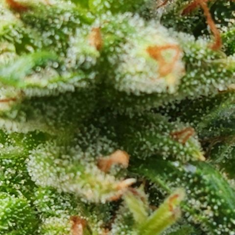 Tweede pruts BD growlog timeline photo