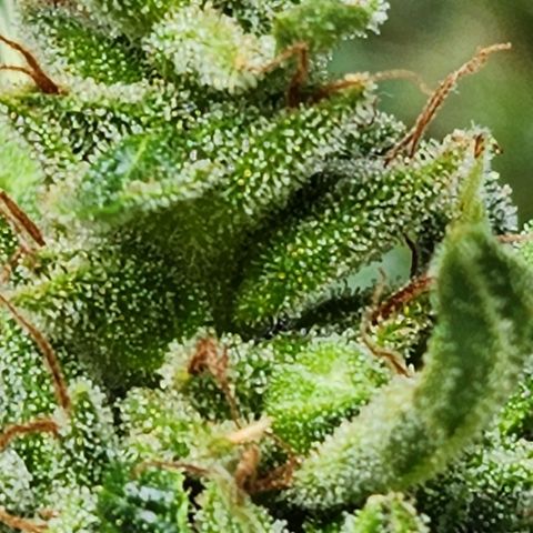 Tweede pruts BD growlog timeline photo
