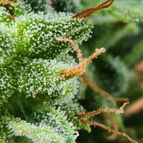 Tweede pruts BD growlog timeline photo