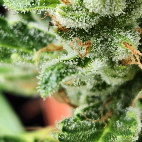 Tweede pruts BD growlog timeline photo