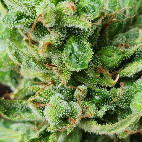 Tweede pruts BD growlog timeline photo