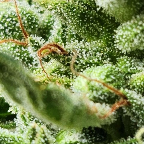 Tweede pruts BD growlog timeline photo