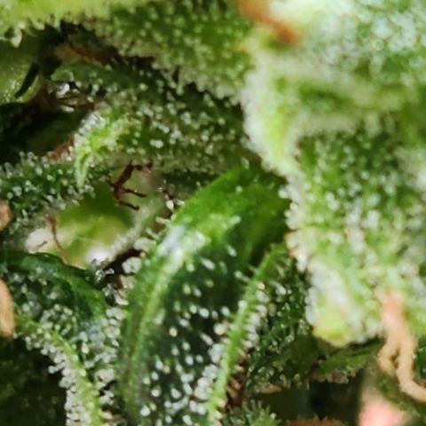 Tweede pruts BD growlog timeline photo