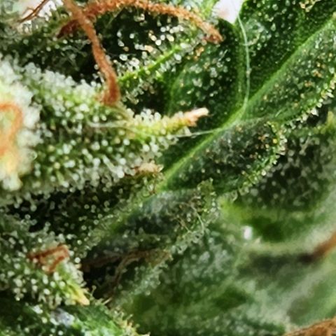 Tweede pruts BD growlog timeline photo