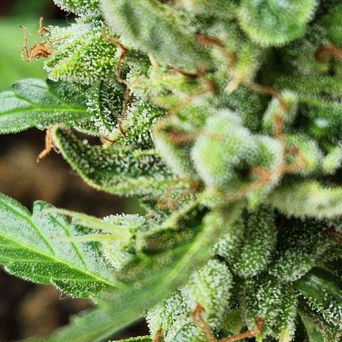 Tweede pruts BD growlog timeline photo