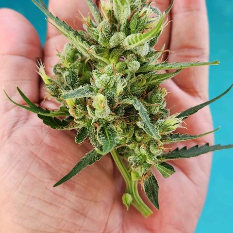 Tweede pruts BD growlog timeline photo