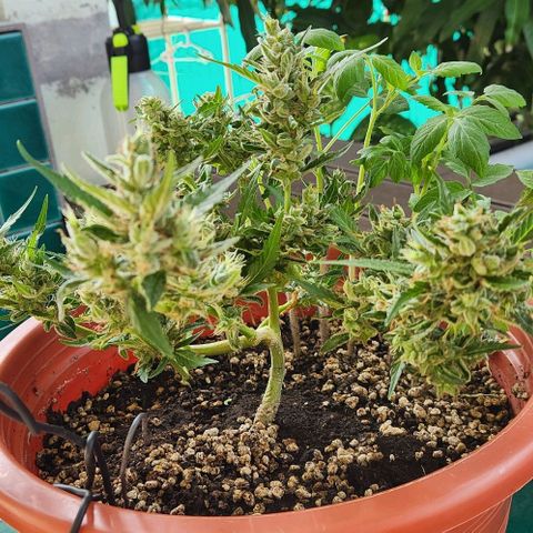 Tweede pruts BD growlog timeline photo