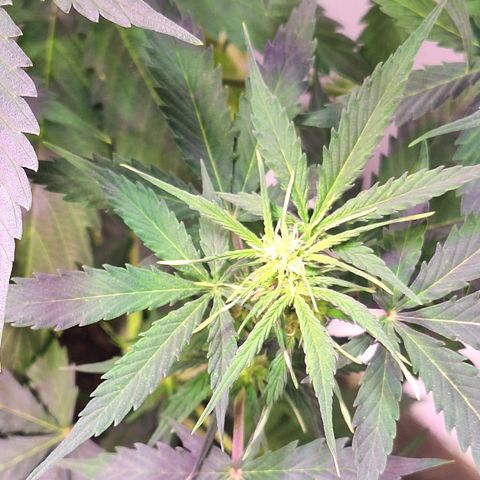 Shyni Seeds Mystic Haze  growlog photo: Observaciones:

Todas las puntas de las copas están amarillentas y se dobran como forma de "resorte"

Temperatura de 27° y humedad ambiental de 63%
