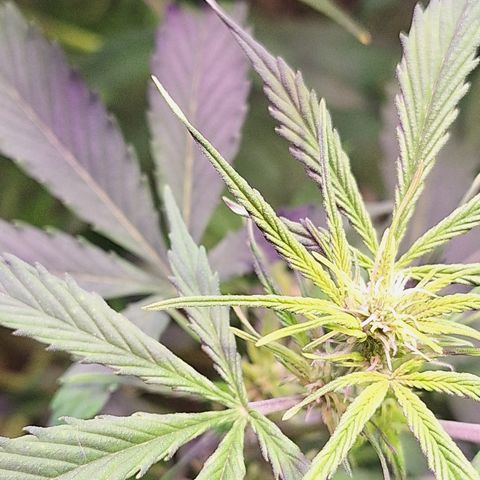 Shyni Seeds Mystic Haze  growlog photo: Observaciones:

Todas las puntas de las copas están amarillentas y se dobran como forma de "resorte"

Temperatura de 27° y humedad ambiental de 63%
