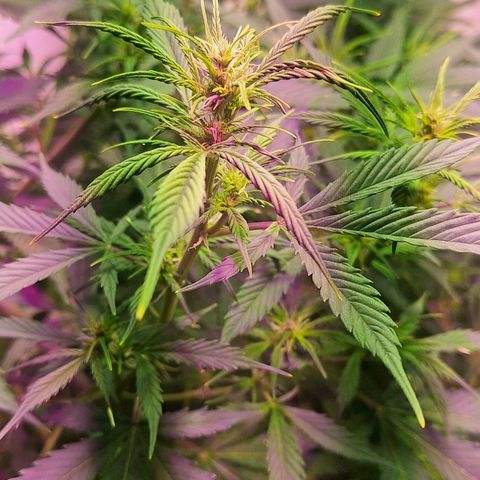Shyni Seeds Mystic Haze  growlog photo: Observaciones:

Todas las puntas de las copas están amarillentas y se dobran como forma de "resorte"

Temperatura de 27° y humedad ambiental de 63%
