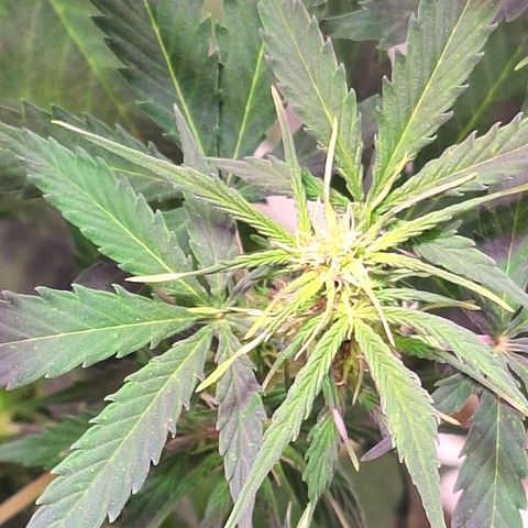 Shyni Seeds Mystic Haze  growlog photo: Observaciones:

Todas las puntas de las copas están amarillentas y se dobran como forma de "resorte"

Temperatura de 27° y humedad ambiental de 63%
